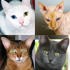 Cats Quiz Guess Popular Breeds МОД на Андроид