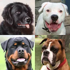 Dogs Quiz - Guess All Breeds! МОД на Андроид