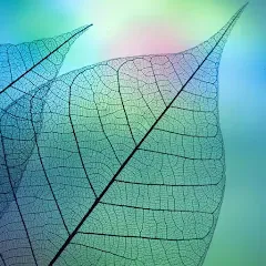 780 words МОД на Андроид