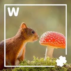 7000 words МОД на Андроид