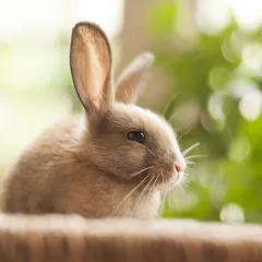 1 picture and a few words МОД на Андроид